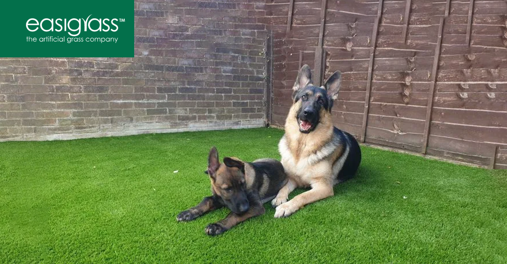 Is Artificial Grass Safe For Pets? | Easigrass™ Berkshire