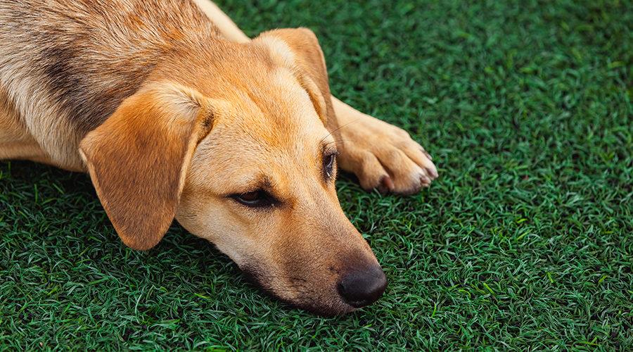 Why Dogs Love Artificial Grass