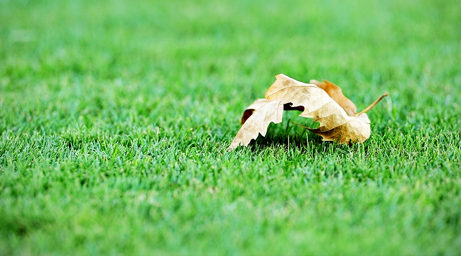 Tips To Clean Your Artificial Grass Easigrass™ Berkshire