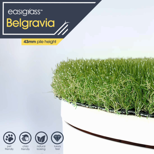 belgravia 43mm